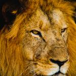 Profile picture of Ravael